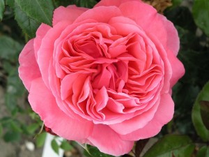 SPECIAL ANNIVERSARY (hybrid tea)